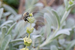 Ironwort Sideritis syriaca, mountain tea, flower stalk with bumblebee photo